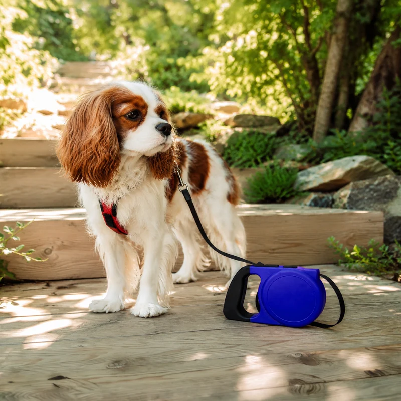 Set 3 Guinzagli Estensibili per Cani con Sistema Retrattile Il Gruppone