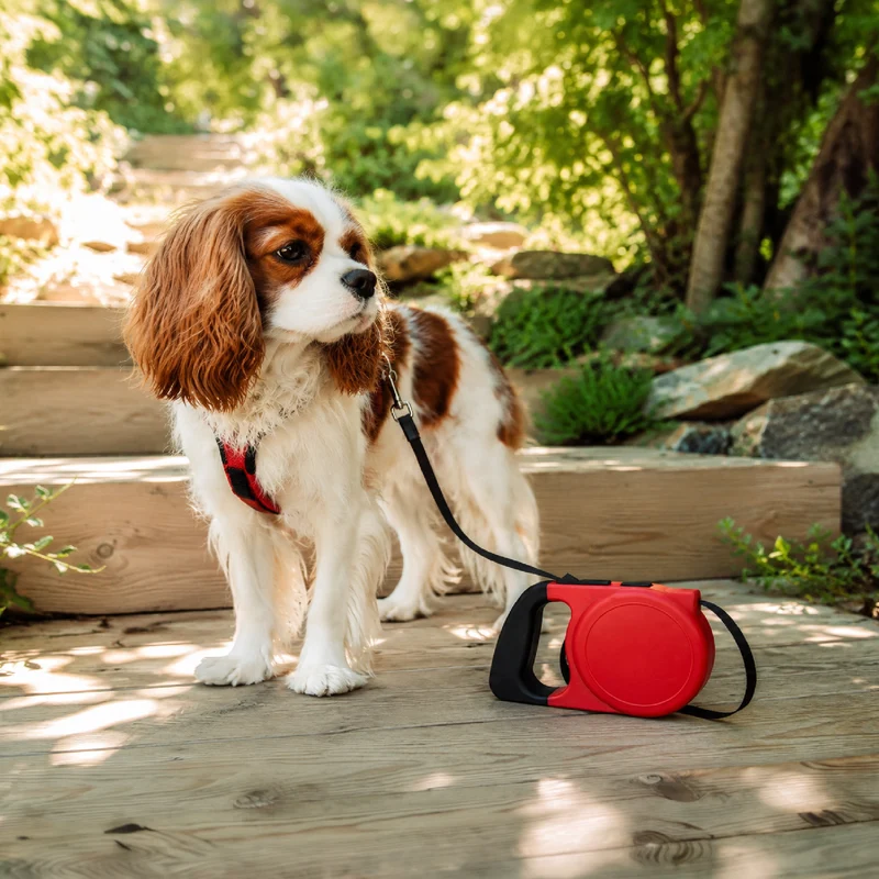Set 3 Guinzagli Estensibili per Cani con Sistema Retrattile Il Gruppone