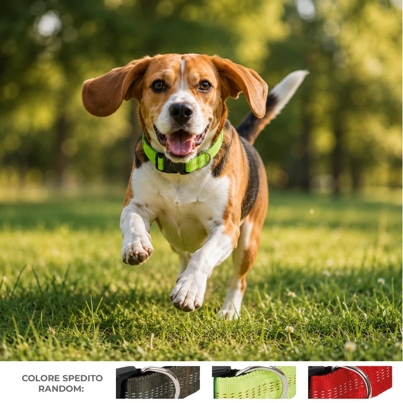 Set 3 Collari per Cani Regolabili Taglia M 35-50 cm Il Gruppone