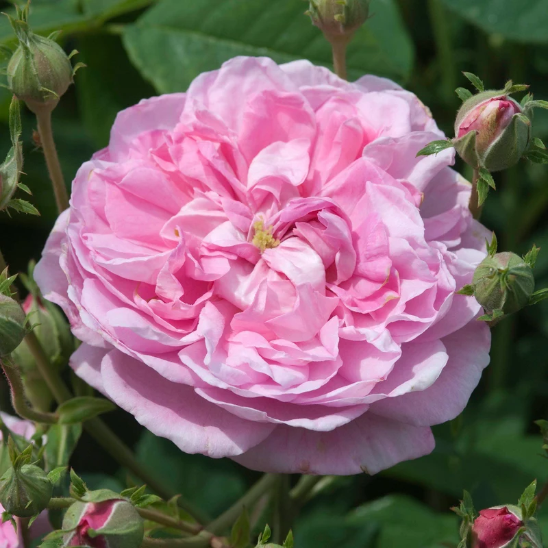 Sapone D'Aleppo Surgras al Profumo di Rosa - Rosa Soap